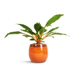 Charlotte Plant Pot - Orange -Hortology Shop Chlorophytum orchidastrum Green Orange 12x40cm Charlotte Plant Pot Orange 19x16cm 2600c6c4 a7f5 406a 878e 86c867f424c5