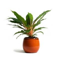 Charlotte Plant Pot - Orange -Hortology Shop Chlorophytum orchidastrum Green Orange Charlotte Plant Pot Orange 7a9d721d 7a90 4a85 a1c8 1fe80b3b5a22