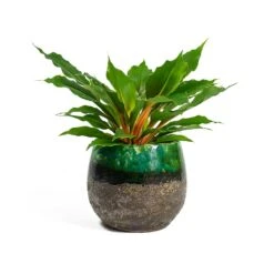 Lindy Plant Pot - Black Green 33 Lindy Plant Pot - Black Green -Hortology Shop Chlorophytum orchidastrum Green Orange Lindy Plant Pot Black Green