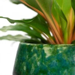 Lindy Plant Pot - Black Green 32 Lindy Plant Pot - Black Green -Hortology Shop Chlorophytum orchidastrum Green Orange Lindy Plant Pot Black Green Close Up
