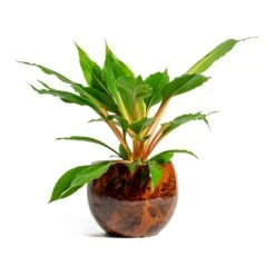 Kae Plant Pot - Cayenne -Hortology Shop Chlorophytum orchidastrum Green Orange kae cayenne plant pot 281b7ea6 dc39 4dee 8449 b8c669f971e2