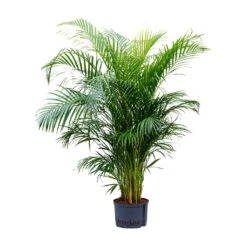 Chrysalidocarpus - Areca Palm - HydroCare -Hortology Shop Chrysalidocarpus Areca Palm Hydroculture 28 19x160cm