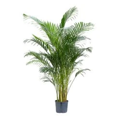 Chrysalidocarpus - Areca Palm - HydroCare -Hortology Shop Chrysalidocarpus Areca Palm Hydroculture Indoor Plant Large