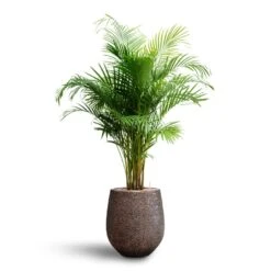 Chrysalidocarpus - Areca Palm - HydroCare -Hortology Shop Chrysalidocarpus Areca Palm Hydroculture Opus Hit Darcy Planter Gold