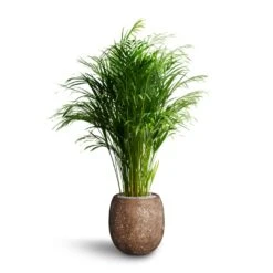 Chrysalidocarpus - Areca Palm - HydroCare -Hortology Shop Chrysalidocarpus Areca Palm Hydroculture Polystone Coated Plain Balloon Planter Rock