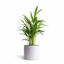 Hadleigh Plant Pot - White -Hortology Shop Chrysalidocarpus lutescens Areca Palm 14x50cmHadleigh Plant Pot White 20x17.5cm
