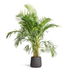 Patt Plant Pot - Black Washed -Hortology Shop Chrysalidocarpus lutescens Areca Palm 21x100cm Patt Plant Pot Black Washed 34x29cm 473316f8 534d 4077 861b 42ebf12dda0e