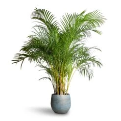 Ryan Plant Pot - Blue Gold -Hortology Shop Chrysalidocarpus lutescens Areca Palm 27x150cm Ryan Plant Pot Blue Gold 36x32cm 07618cfa abd0 4915 ad0e 2f379da84877