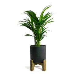 Charlie Plant Pot - Low Stand - Black Washed -Hortology Shop Chrysalidocarpus lutescens Areca Palm Charlie Plant Pot Low Stand Black Washed
