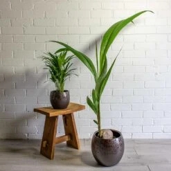 Kae Plant Pot - Mocha -Hortology Shop Chrysalidocarpus lutescens Areca Palm Cocos nucifera Coconut Palm Tree kae mocha 19cm 29cm plant pot