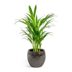 Kae Plant Pot - Mocha -Hortology Shop Chrysalidocarpus lutescens Areca Palm kae mocha 19cm plant pot 8bd74c90 1a8a 43d7 bc0a 9cd48dc7a83d