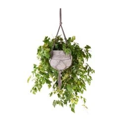 Cissus Rhombifolia Ellen Dancia - Grape Ivy -Hortology Shop Cissus rhombifolia Ellen Dancia Grape Ivy 17x40cm Hans Hanging Plant Pot Laterite Grey 22x19cm