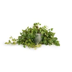 Cissus Rhombifolia Ellen Dancia - Grape Ivy -Hortology Shop Cissus rhombifolia Ellen Dancia Grape Ivy 17x40cm Kaat Plant Pot Green 20x20cm