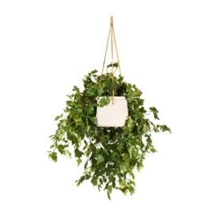 Patt Hanging Plant Pot - Grey Washed -Hortology Shop Cissus rhombifolia Ellen Dancia Grape Ivy 17x40cm Patt Hanging Plant Pot Grey Washed 20x17cm 6f30a8cf 7145 4f62 8638 c015203b702d