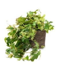 Cissus Rhombifolia Ellen Dancia - Grape Ivy -Hortology Shop Cissus rhombifolia Ellen Dancia Grape Ivy 17x40cm Selin Plant Basket Black Weave 22x19cm