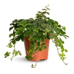 Cissus Striata Parthenocissus - Verona Vein -Hortology Shop Cissus striata parthenocissus 2