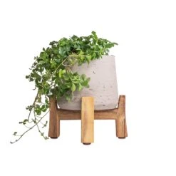 Cissus Striata Parthenocissus - Verona Vein -Hortology Shop Cissus striata parthenocissus Verona Vein 12x20cm Patt Plant Pot Low Stand Grey Washed 20x21cm 3