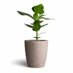 Gerben Plant Pot - Grey Washed -Hortology Shop Clusia rosea Princess Autograph Tree 12x30cm Gerben Plant Pot Grey Washed 15x16cm