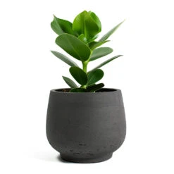 Mini Pixie Plant Pot - Black Washed -Hortology Shop Clusia rosea Princess Autograph Tree Mini Pixie Plant Pot Black Washed