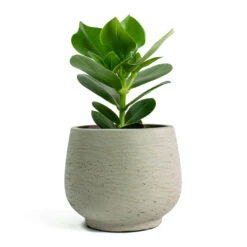 Mini Pixie Plant Pot - Grey Washed -Hortology Shop Clusia rosea Princess Autograph Tree Mini Pixie Plant Pot Grey Washed