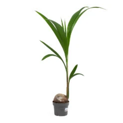 Cocos Nucifera - Coconut Palm Tree -Hortology Shop Cocos nucifera Coconut Palm Tree 19cm