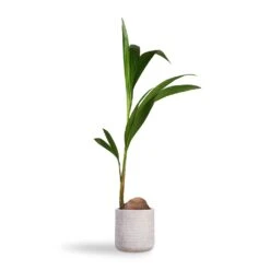 Angle Cylinder Plant Pot - White -Hortology Shop Cocos nucifera Coconut Palm Tree 19x120cm Angle Cylinder Plant Pot White 24x24cm