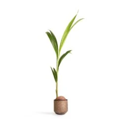 Cocos Nucifera - Coconut Palm Tree -Hortology Shop Cocos nucifera Coconut Palm Tree 19x120cm Jort Metal Plant Pots Set4 Latte