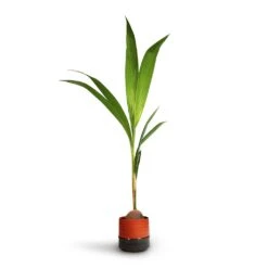 Cocos Nucifera - Coconut Palm Tree -Hortology Shop Cocos nucifera Coconut Palm Tree 19x120cm Marlijn Plant Pot Coral 21x21cm 3d80c0ef 267d 4983 b718 fcb62d431f03