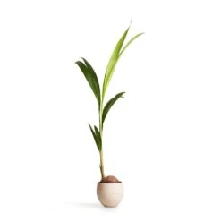 Cocos Nucifera - Coconut Palm Tree -Hortology Shop Cocos nucifera Coconut Palm Tree 19x120cm Mini Orb Kevan Plant Pot Grey Washed 25x21cm