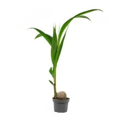 Cocos Nucifera - Coconut Palm Tree -Hortology Shop Cocos nucifera Coconut Palm Tree