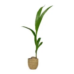 Cody Plant Pot - Straw Grass -Hortology Shop Cocos nucifera Coconut Palm Tree Cody Plant Pot Straw Grass 0fb12f6f f104 455a bc04 3821e446b773