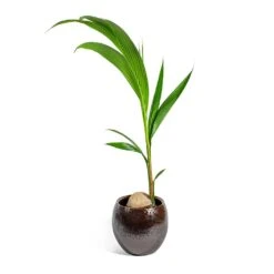 Kae Plant Pot - Mocha -Hortology Shop Cocos nucifera Coconut Palm Tree kae mocha 29cm plant pot 31c40d77 bf66 4c5a b14c 68acfcaf0165