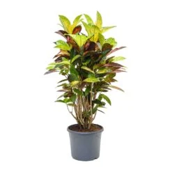 Codiaeum Iceton - Croton -Hortology Shop Codiaeum Iceton Croton 110cm