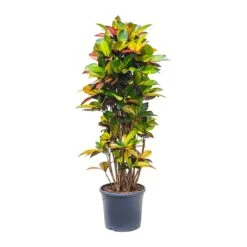 Codiaeum Iceton - Croton -Hortology Shop Codiaeum Iceton Croton 135cm
