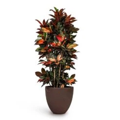 Codiaeum Iceton - Croton -Hortology Shop Codiaeum Iceton Croton 27x110cm Grigio Egg Pot Planter Rusty Iron Concrete 40x36cm fb973b06 448a 49e6 b85c 0dbee2d03fc6