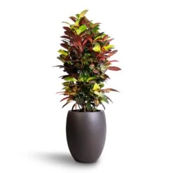 Codiaeum Iceton - Croton -Hortology Shop Codiaeum Iceton Croton 27x110cm Grigio Tall Balloon Planter Rusty Iron Concrete 40x50cm