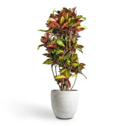 Codiaeum Iceton - Croton -Hortology Shop Codiaeum Iceton Croton 30x130cm Cas Plant Pot Cool Grey 36x32cm