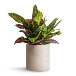 Puk Plant Pot - Grey Washed -Hortology Shop Codiaeum Petra Croton 17x45cm Puk Plant Pot Grey Washed 20x20cm 326d2f71 9373 4f0c 98dc 17e3a13ff2b3