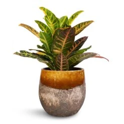 Lindy Plant Pot - Ochre -Hortology Shop Codiaeum Petra Croton 17x50cm Lindy Plant Pot Ochre 23x20cm 78cd7299 2d0e 47c8 a27b b7765728d4dc