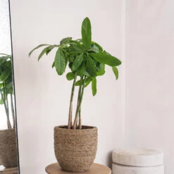 Cody Plant Pot - Straw Grass -Hortology Shop Cody Plant Pot Straw Grass 2