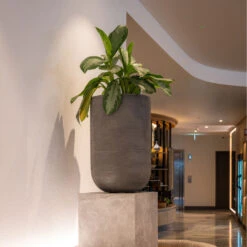 Cody Plant Vase - Ridged Dark Grey -Hortology Shop CodyPlantVase RidgedDarkGrey 1