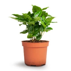 Coffea Arabica - Coffee Plant -Hortology Shop Coffea arabica Coffee Plant 12x35cm