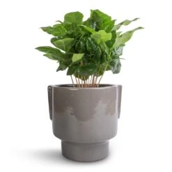 Coffea Arabica - Coffee Plant -Hortology Shop Coffea arabica Coffee Plant 12x35cm Aries Handles Plant Pot Charcoal 14x15cm