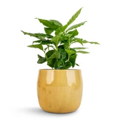Coffea Arabica - Coffee Plant -Hortology Shop Coffea arabica Coffee Plant 12x35cm Babet Plant Pot Camel 14x12cm 1