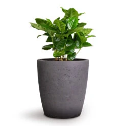 Coffea Arabica - Coffee Plant -Hortology Shop Coffea arabica Coffee Plant 12x35cm Gerben Plant Pot Black Washed 15x16cm
