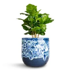 Coffea Arabica - Coffee Plant -Hortology Shop Coffea arabica Coffee Plant 12x35cm Ocean Glaze Plant Pot Sapphire 13x13cm