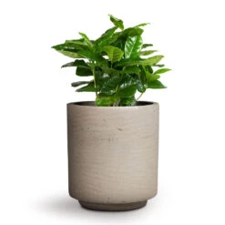 Coffea Arabica - Coffee Plant -Hortology Shop Coffea arabica Coffee Plant 12x35cm Suzi Plant Pot Grey Washed 15x16.5cm