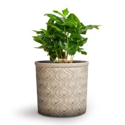 Coffea Arabica - Coffee Plant -Hortology Shop Coffea arabica Coffee Plant 12x35cm Venetian Plant Pot Grey 16x14cm