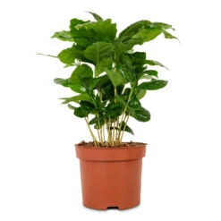 Coffea Arabica - Coffee Plant -Hortology Shop Coffee arabica Coffee Plant 12x35cm