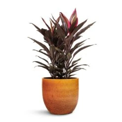 Jolin Plant Pot - Ochre -Hortology Shop Cordyline fruticosa Mambo Hawaiian Ti Plant 19x50cm Jolin Plant Pot Desert 24x23cm